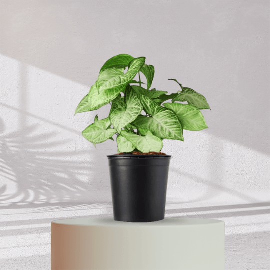 Syngonium Green Plant With Self Watering Pot - Homebagh