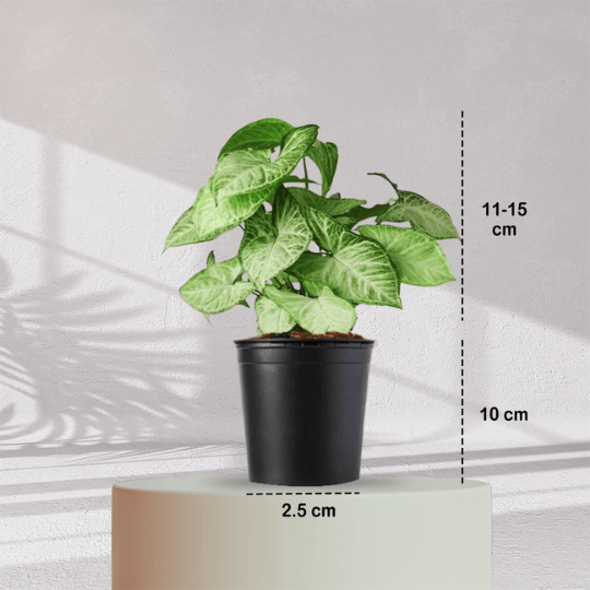 Syngonium Green Plant With Self Watering Pot - Homebagh
