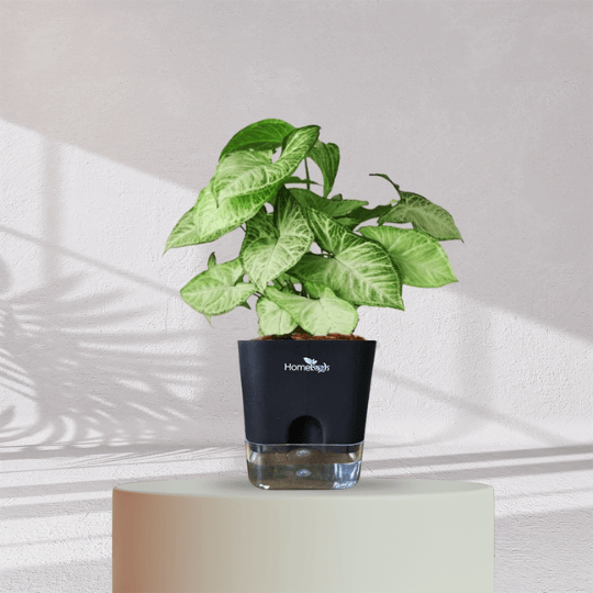 Syngonium Green Plant With Self Watering Pot - Homebagh