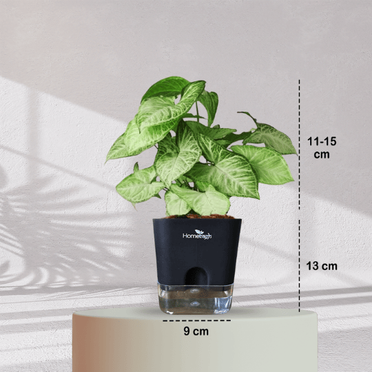 Syngonium Green Plant With Self Watering Pot - Homebagh