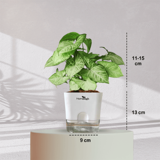 Syngonium Green Plant With Self Watering Pot - Homebagh