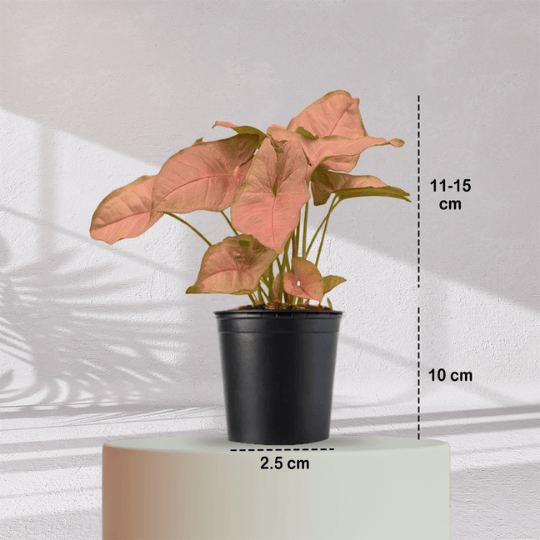 Syngonium Pink Plant With Self Watering Pot - Homebagh
