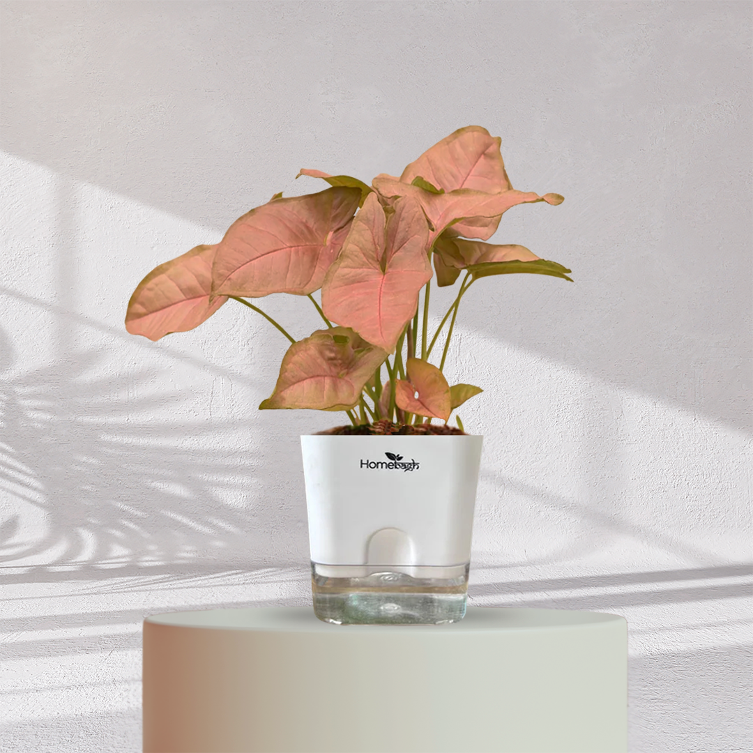 Syngonium Pink Plant
