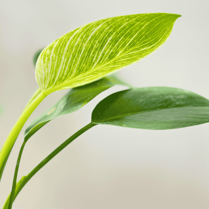 Philodendron Plant - Homebagh