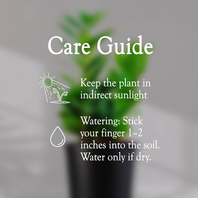 ZZ ZAMIA GREEN PLANT With Self Watering Pot - Homebagh