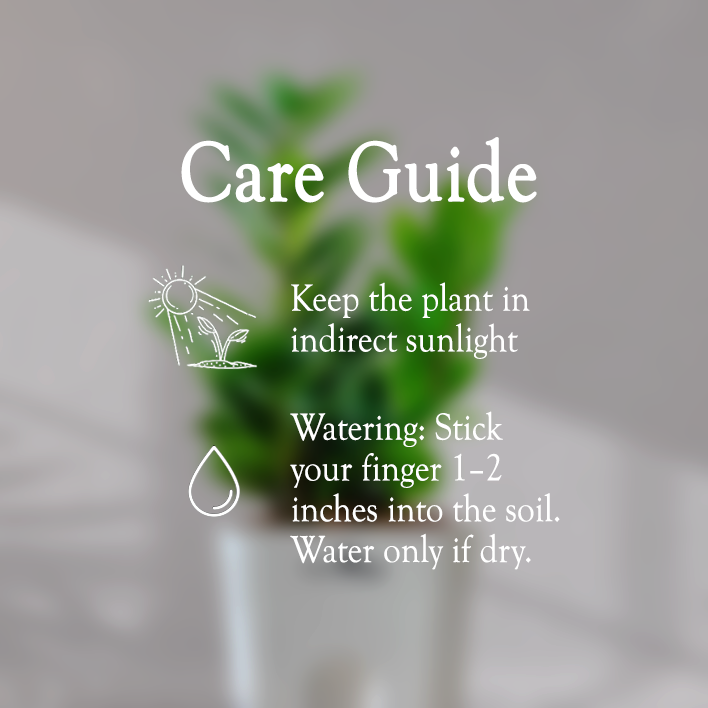 ZZ ZAMIA GREEN PLANT With Self Watering Pot - Homebagh