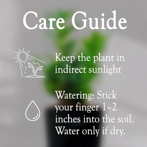 ZZ ZAMIA GREEN PLANT With Self Watering Pot - Homebagh