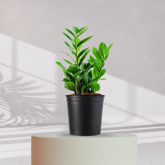 ZZ ZAMIA GREEN PLANT With Self Watering Pot - Homebagh