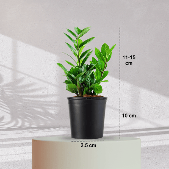 ZZ ZAMIA GREEN PLANT With Self Watering Pot - Homebagh