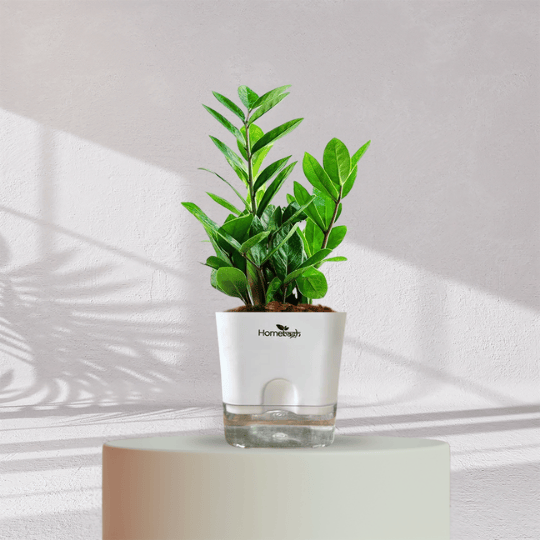 zz plant in self watering pot ZZ ZAMIA GREEN PLANT With Self Watering Pot
