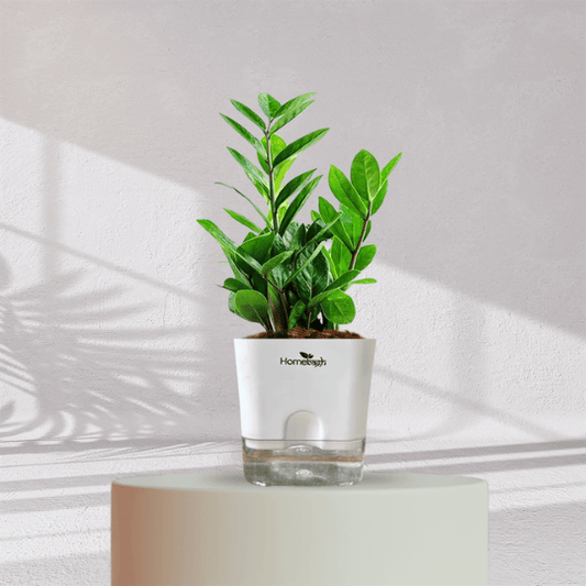 ZZ ZAMIA GREEN PLANT With Self Watering Pot - Homebagh