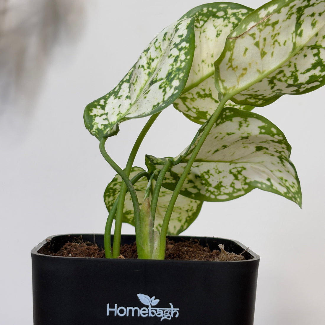 Best Low Maintenance Indoor Plants For Busy Homeowners