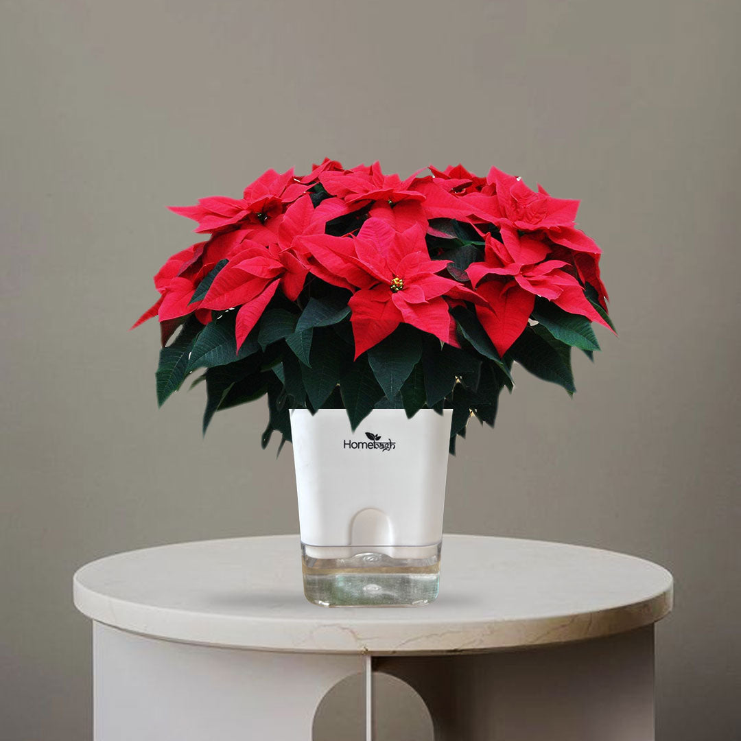 Pointsettia Christmas flower - Homebagh