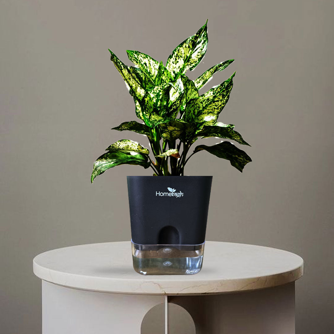 AGLAONEMA PLANT - Homebagh