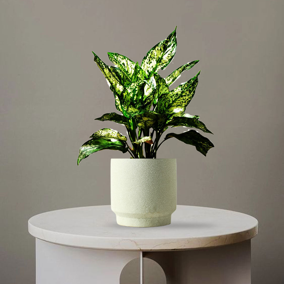 AGLAONEMA PLANT - Homebagh