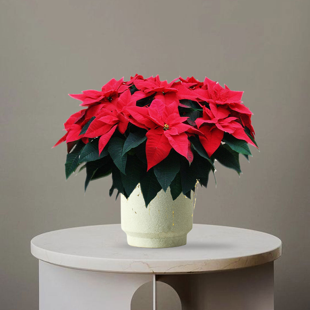 Pointsettia Christmas flower - Homebagh