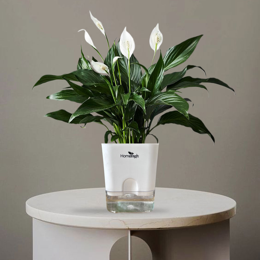 PEACE LILY - Homebagh