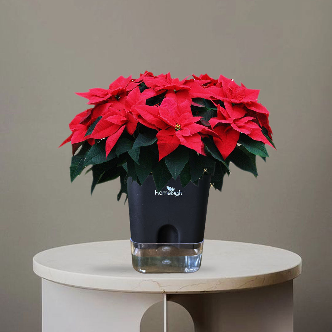 Pointsettia Christmas flower - Homebagh