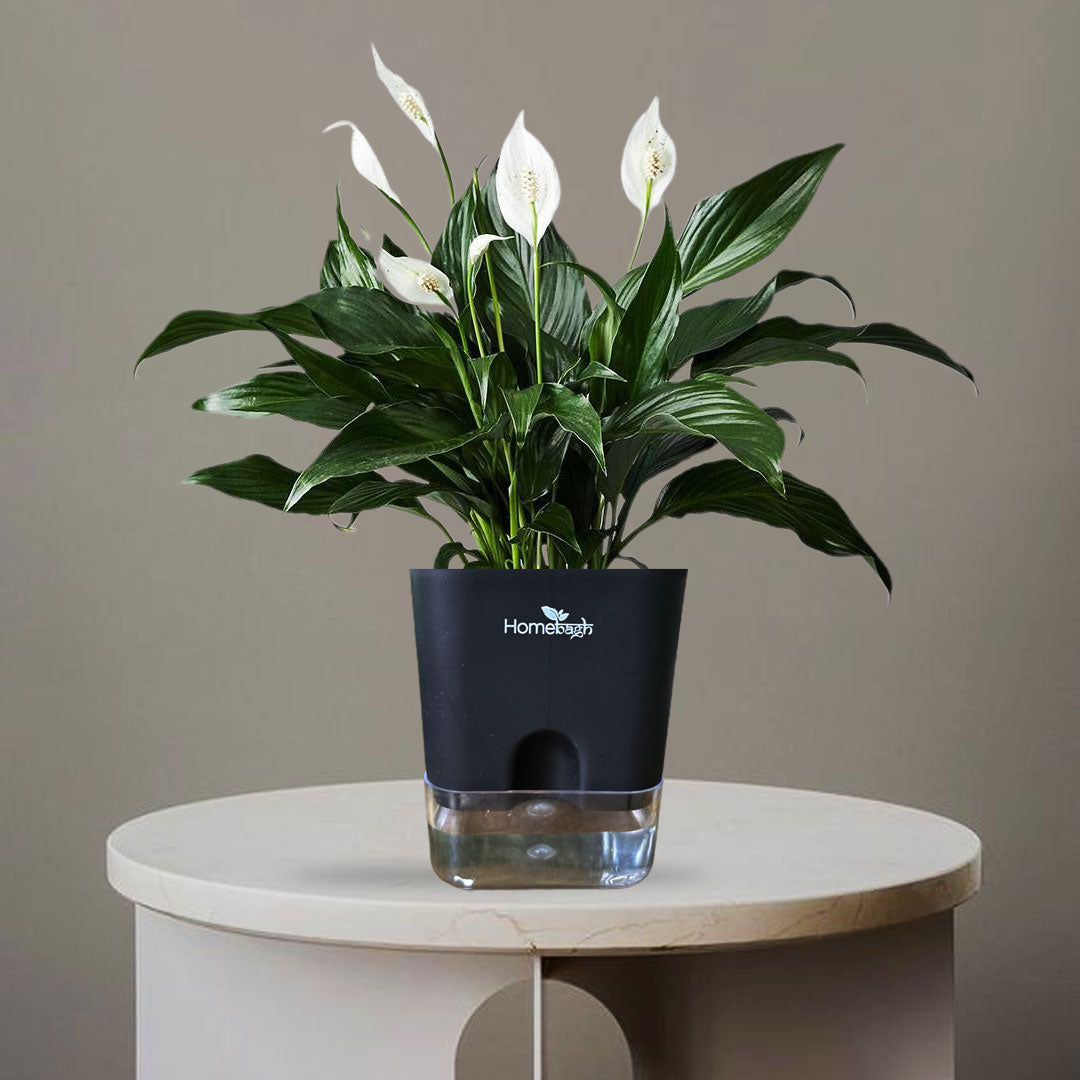 PEACE LILY - Homebagh