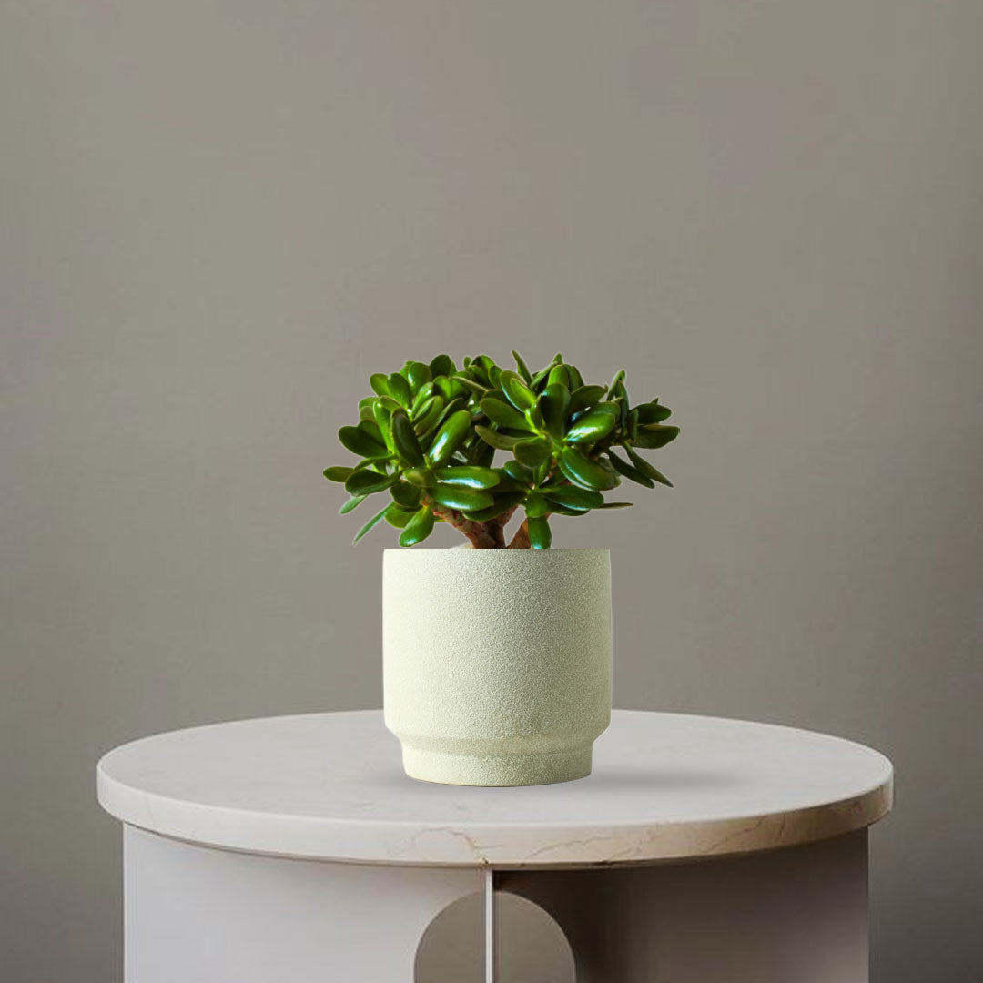 JADE PLANT - Homebagh