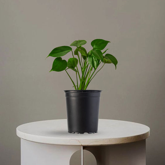 Philodendron Plant - Homebagh