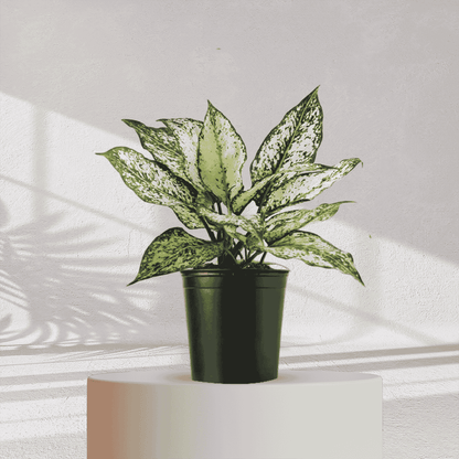 Aglaonema Snow White With Self Watering Pot - Homebagh