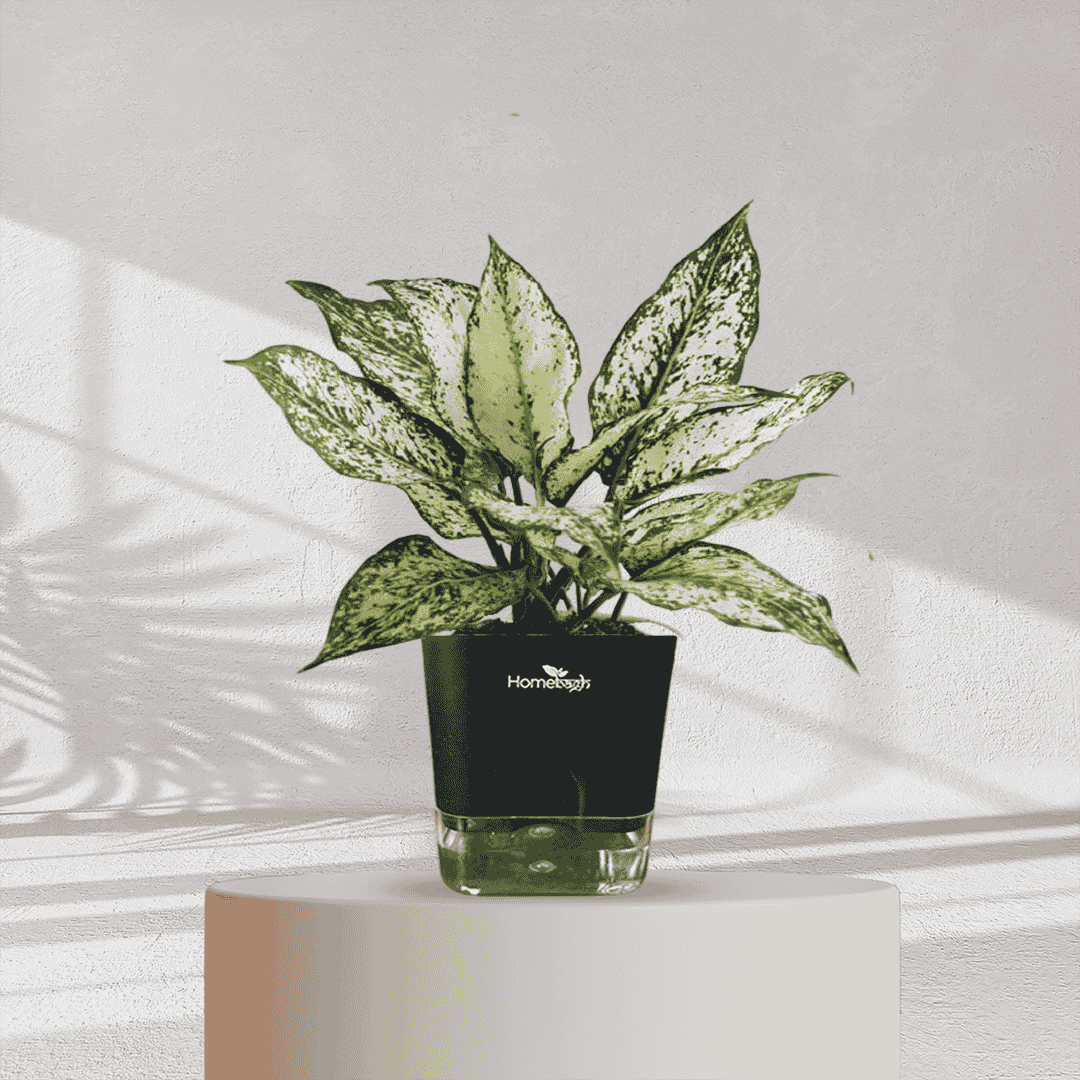 Aglaonema Snow White With Self Watering Pot - Homebagh