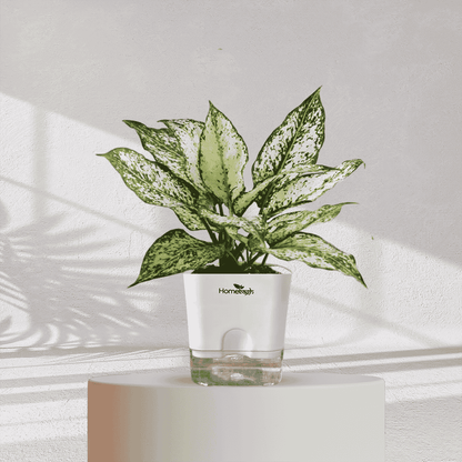 Aglaonema Snow White With Self Watering Pot - Homebagh