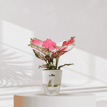 Aglaonema Valentine Pink Plant With Self Watering Pot - Homebagh