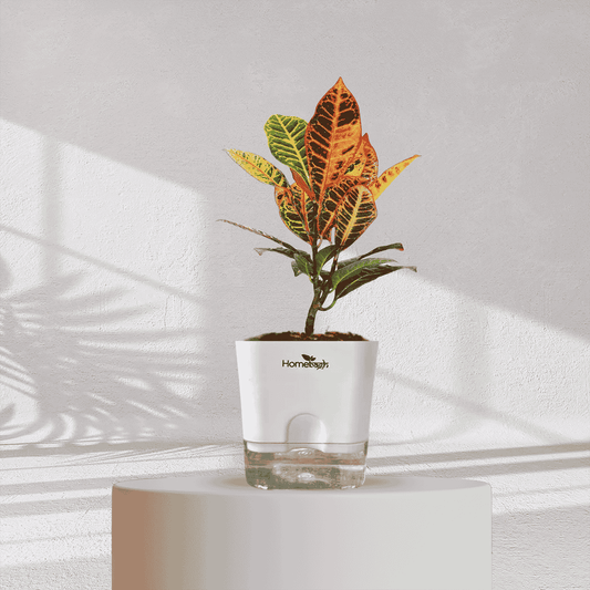Croton Petra With Self Watering Pot