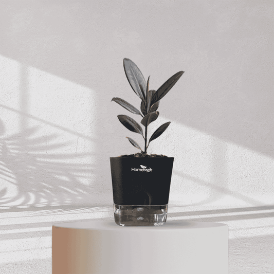 Rubber Plant with Self Watering Pot