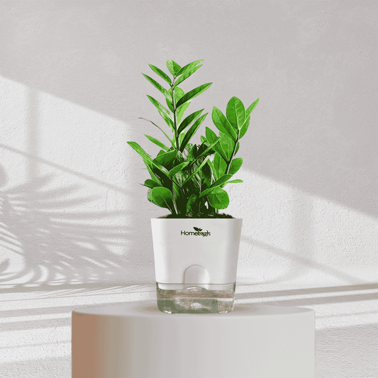 ZZ ZAMIA GREEN PLANT With Self Watering Pot