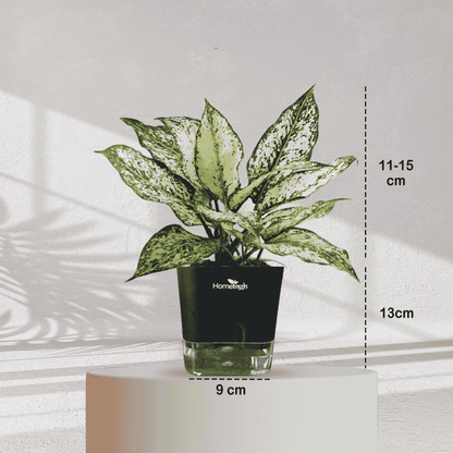 Aglaonema Snow White With Self Watering Pot - Homebagh