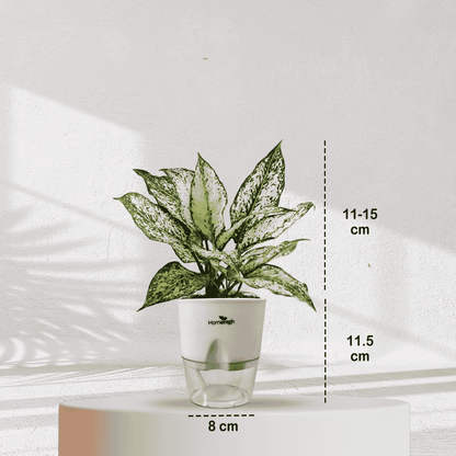 Aglaonema Snow White With Self Watering Pot - Homebagh