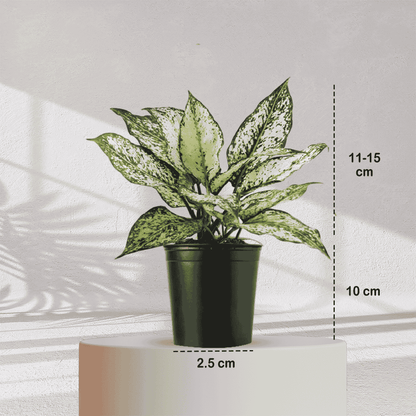 Aglaonema Snow White With Self Watering Pot - Homebagh