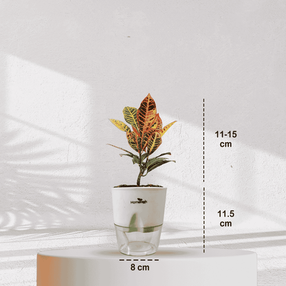 Ficus Fiddle Leaf With Self Watering Pot - Homebagh