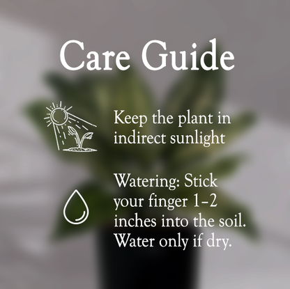 Aglaonema Snow White With Self Watering Pot - Homebagh