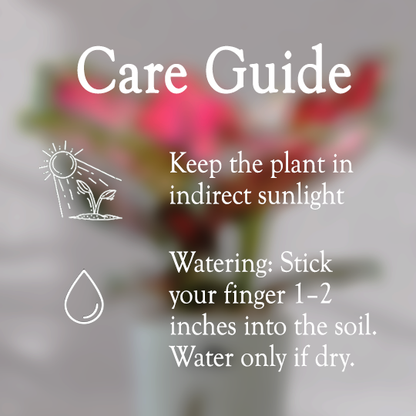 Aglaonema Valentine Pink Plant