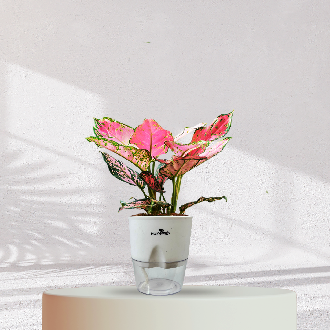 Aglaonema Valentine Pink Plant