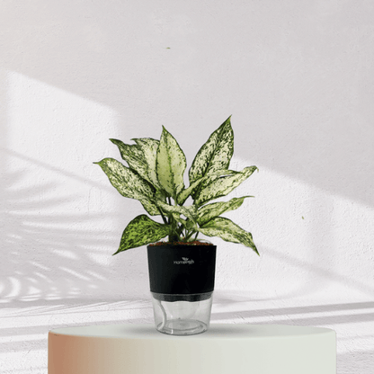 Aglaonema Snow White With Self Watering Pot - Homebagh