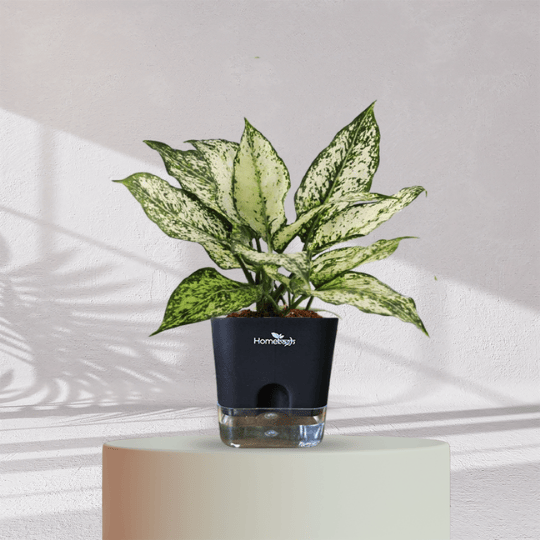 Aglaonema Snow White With Self Watering Pot - Homebagh