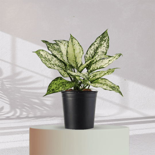 Aglaonema Snow White With Self Watering Pot - Homebagh
