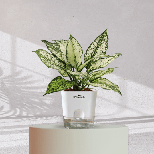 Aglaonema Snow White With Self Watering Pot - Homebagh