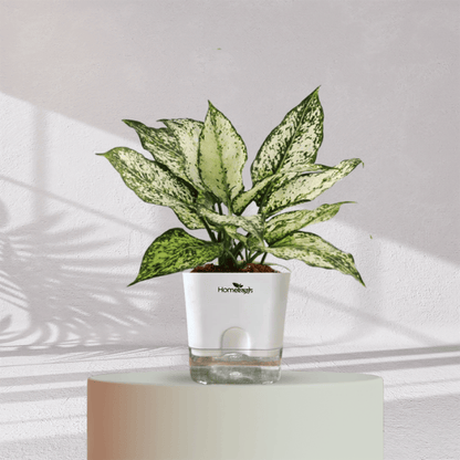 Aglaonema Snow White With Self Watering Pot - Homebagh