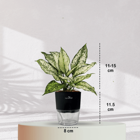 Aglaonema Snow White With Self Watering Pot - Homebagh