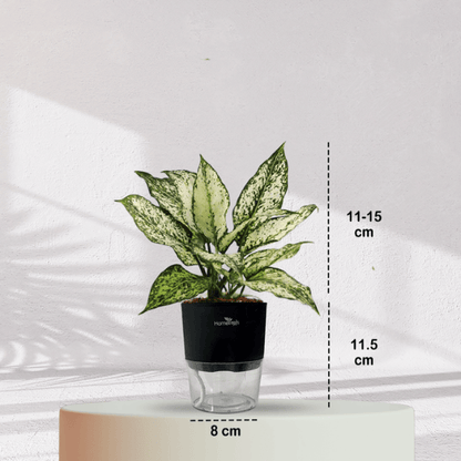 Aglaonema Snow White With Self Watering Pot - Homebagh