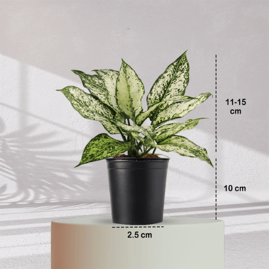 Aglaonema Snow White With Self Watering Pot - Homebagh