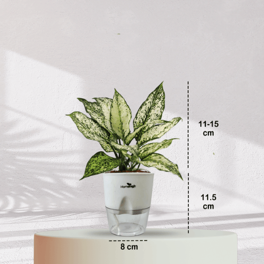 Aglaonema Snow White With Self Watering Pot - Homebagh