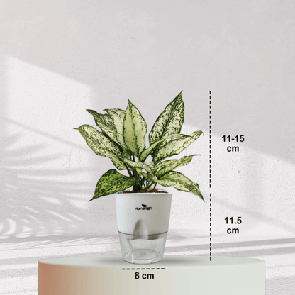 Aglaonema Snow White With Self Watering Pot - Homebagh