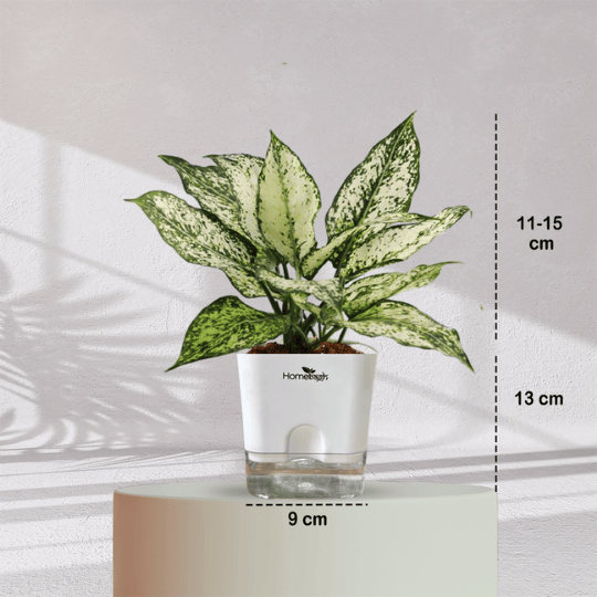 Aglaonema Snow White With Self Watering Pot - Homebagh